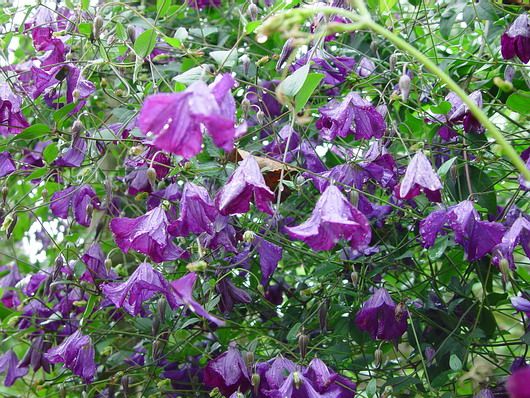 Clematis-viticellajpg