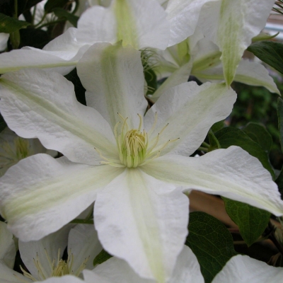 Click to view full size image